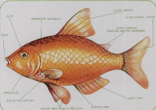 PARTES DE UN PEZ