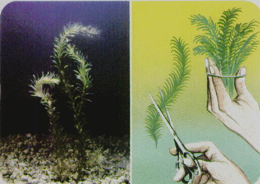 PLANTAS DE ACUARIO: ELODEA DENSA