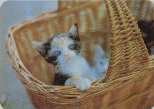 DESTETE DE LOS GATITOS