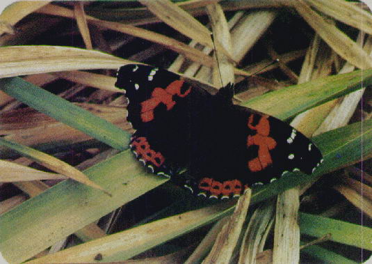 MARIPOSA VULCANIA