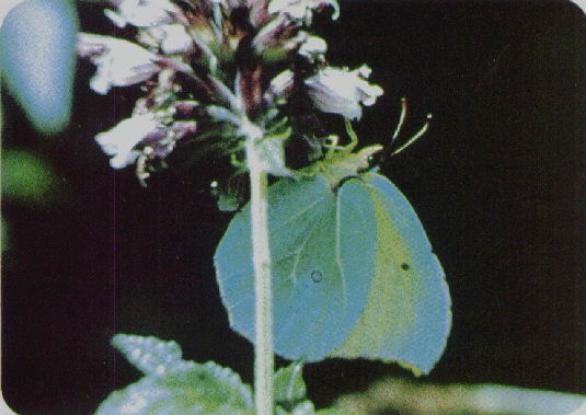MARIPOSA HOJA AMARLLLA